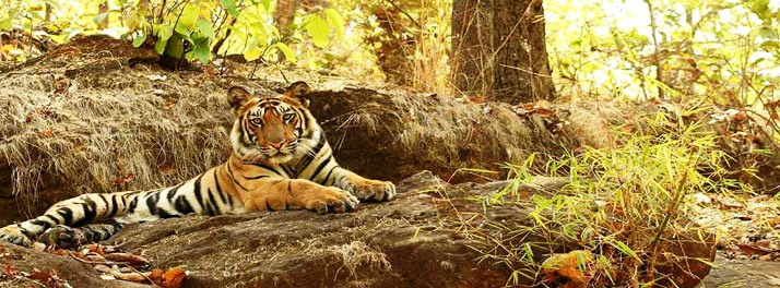 1478/Nahargarh Ranthambhore - Sawai Madhopur 14.jpg